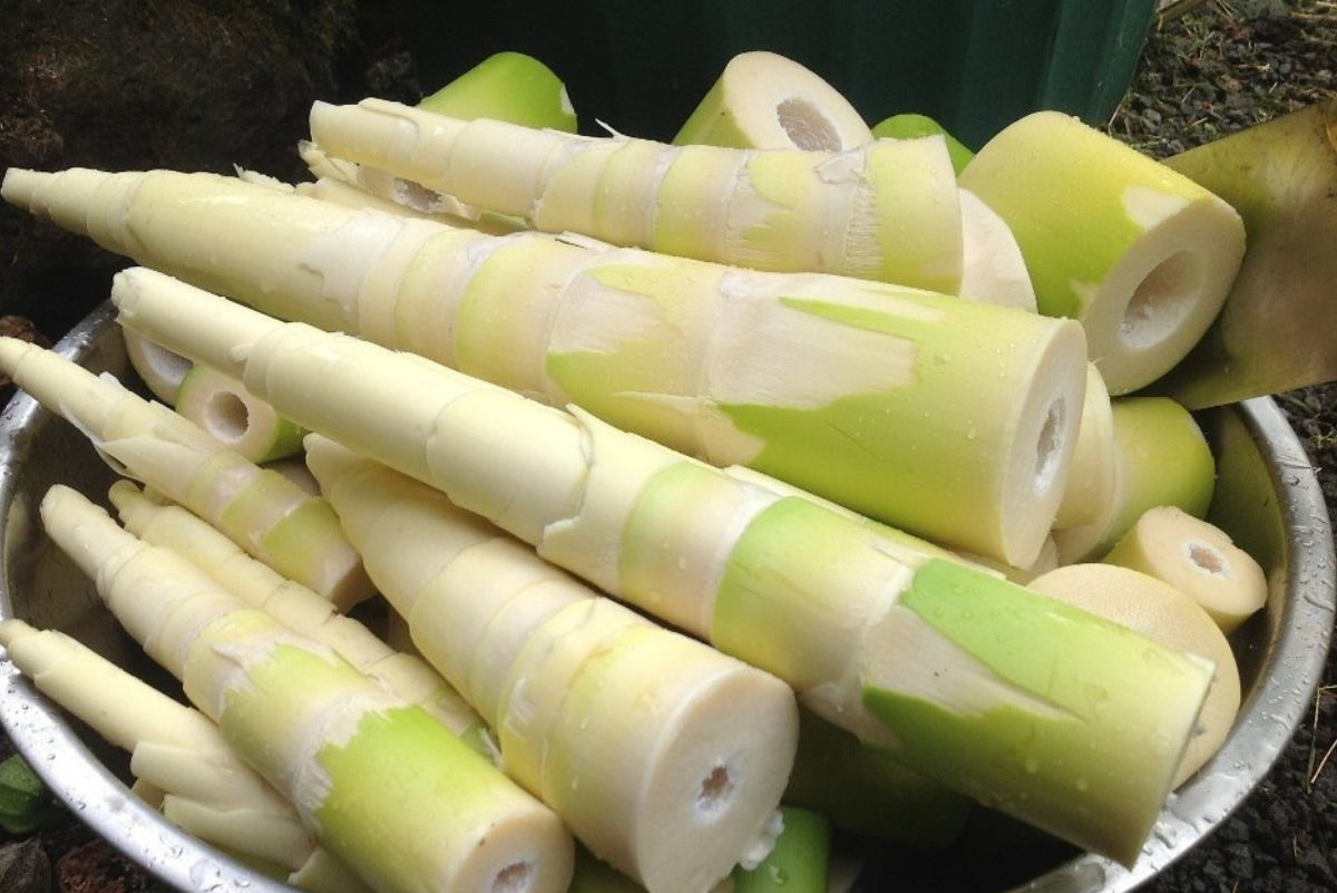 Bamboo Shoots