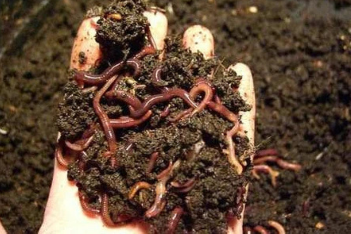 Organic Vermicompost