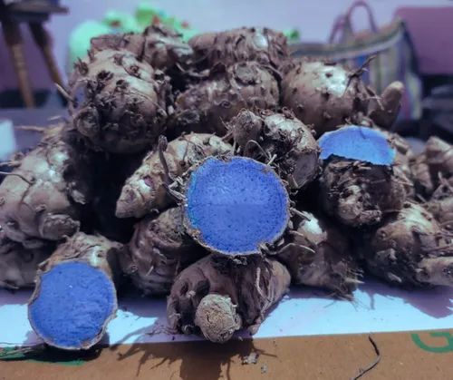 Black Turmeric - Image 2